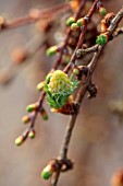 THE PICTON GARDEN AND OLD COURT NURSERIES, WORCESTERSHIRE: CLOSE UP OF EMERGING, GREEN BUDS OF LARIX PENDULA, SHRUBS, TREES, CONIFERS, GREEN, BROWN