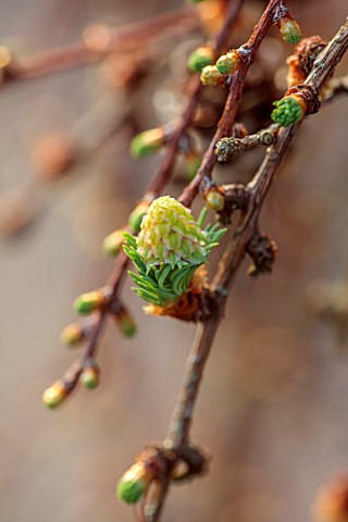 THE_PICTON_GARDEN_AND_OLD_COURT_NURSERIES_WORCESTERSHIRE_CLOSE_UP_OF_EMERGING_GREEN_BUDS_OF_LARIX_PE