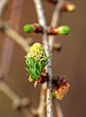 THE PICTON GARDEN AND OLD COURT NURSERIES, WORCESTERSHIRE: CLOSE UP OF EMERGING, GREEN BUDS OF LARIX PENDULA, SHRUBS, TREES, CONIFERS, GREEN, BROWN