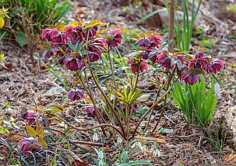 THE_PICTON_GARDEN_AND_OLD_COURT_NURSERIES_WORCESTERSHIRE_RED_FLOWERS_OF_DOUBLE_HELLEBORES_HELLEBORUS