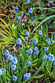 THE PICTON GARDEN AND OLD COURT NURSERIES, WORCESTERSHIRE: CLOSE UP OF BLUE FLOWERS OF MUSCARI AZUREUM, FLOWERING, SPRING, APRIL, BULBS, FRAGRANT, SCENTED