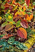 THE PICTON GARDEN AND OLD COURT NURSERIES, WORCESTERSHIRE: SPRING LEAVES OF EPIMEDIUM X WARLEYENSE, FOLIAGE, SHADE, SHADY, PERENNIALS, MARCH