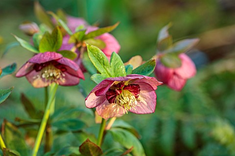 THE_PICTON_GARDEN_AND_OLD_COURT_NURSERIES_WORCESTERSHIRE_CLOSE_UP_OF_PINK_RED_FLOWERS_OF_HELLEBORES_