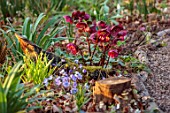 THE PICTON GARDEN AND OLD COURT NURSERIES, WORCESTERSHIRE: RED HELLEBORE AND BLUE, PURPLE FLOWERS OF HEPATICA NOBILIS VAR. PYRENAICA. BESIDE PATH, PERENNIALS, MARCH