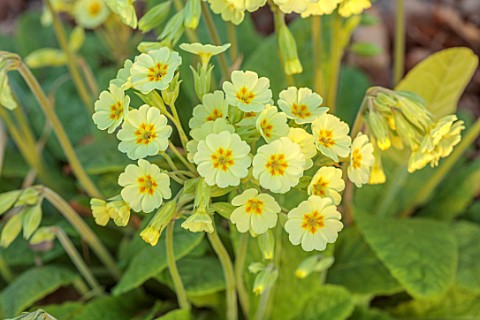 THE_PICTON_GARDEN_AND_OLD_COURT_NURSERIES_WORCESTERSHIRE_CLOSE_UP_OF_CREAM_YELLOW_ORANGE_FLOWERS_BLO