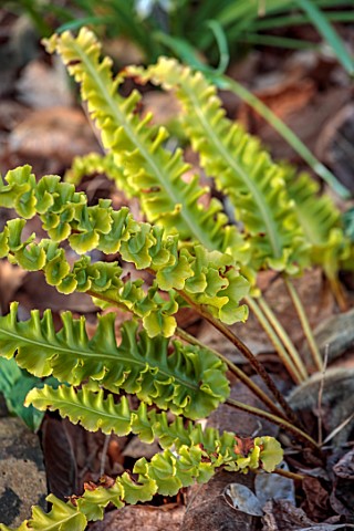 THE_PICTON_GARDEN_AND_OLD_COURT_NURSERIES_WORCESTERSHIRE_GREEN_YELLOW_LEAVES_OF_FERNS_ASPLENIUM_SCOL