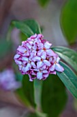 THE PICTON GARDEN AND OLD COURT NURSERIES, WORCESTERSHIRE: CLOSE UP OF PINK, PURPLE FLOWERS OF DAPHNE BHOLUA MARY ROSE, FLOWERING, SPRING, APRIL, SHRUBS, FRAGRANT, SCENTED