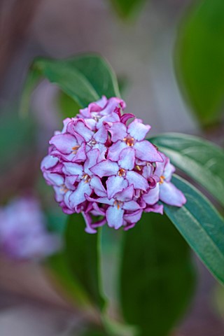 THE_PICTON_GARDEN_AND_OLD_COURT_NURSERIES_WORCESTERSHIRE_CLOSE_UP_OF_PINK_PURPLE_FLOWERS_OF_DAPHNE_B