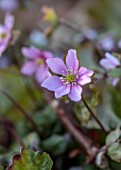 THE PICTON GARDEN AND OLD COURT NURSERIES, WORCESTERSHIRE: CLOSE UP PORTRAIT OF BLUE, PURPLE, PINK FLOWERS OF HEPATICA NOBILIS VAR. PYRENAICA. PERENNIALS