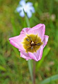 MORTON HALL GARDENS, WORCESTERSHIRE: RED, PINK FLOWERS OF TULIPA HUMILIS HELEN, SPRING, MARCH, FLOWERING, BULBS, BLOOMING, NARTURALISED, GRASS, LAWN, MEADOW