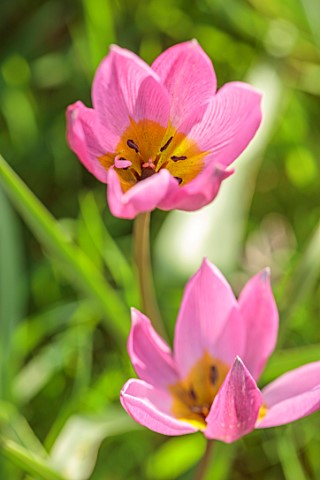 MORTON_HALL_GARDENS_WORCESTERSHIRE_RED_PINK_FLOWERS_OF_TULIPA_HUMILIS_HELEN_SPRING_MARCH_FLOWERING_B