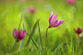MORTON HALL GARDENS, WORCESTERSHIRE: RED, PINK FLOWERS OF TULIPA HUMILIS HELEN, SPRING, MARCH, FLOWERING, BULBS, BLOOMING, NARTURALISED, GRASS, LAWN, MEADOW