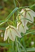 MORTON HALL GARDENS, WORCESTERSHIRE: WHITE,  CREAM FLOWERS OF FRITILLARIA MELEAGRIS ALBA, SPRING, MARCH, FLOWERING, BULBS, BLOOMING, NARTURALISED, GRASS, LAWN, MEADOW