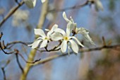 MORTON HALL GARDENS, WORCESTERSHIRE: WHITE, CREAM FLOWERS OF MAGNOLIA WINDSOR BEAUTY, DECIDUOUS, TREES