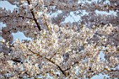 MORTON HALL GARDENS, WORCESTERSHIRE: WHITE FLOWERS, BLOSSOM OF CHERRIES, PRUNUS X YEDOENSIS SOMEI - YOSHINO, MARCH, SPRING