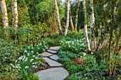 MORTON HALL, WORCESTERSHIRE: WHITE TRUNK OF BIRCHES, WHITE NARCISSUS, SPRING, BULBS, BIRCH, BETULA, GARDEN, ENGLISH, STONE, PATHS