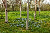 MORTON HALL GARDENS, WORCESTERSHIRE: BIRCHES, BETULA, BLUE, PURPLE, WHITE  FLOWERS OF CHIONODOXA FORBESII, SPRING, MARCH, FLOWERING, BULBS, BLOOMING