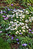 MORTON HALL GARDENS, WORCESTERSHIRE: WHITE, PURPLE FLOWERS OF ANEMONE BLANDA, BULBS, MARCH, SPRING