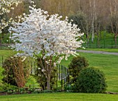 MORTON HALL GARDENS, WORCESTERSHIRE: WEST GARDEN, LAWN, WHITE FLOWERS, BLOSSOMS OF CHERRY TREE, PRUNUS INCISA THE BRIDE, MARCH, SPRING, JAPANESE
