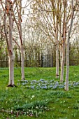 MORTON HALL GARDENS, WORCESTERSHIRE: BIRCHES, BETULA, BLUE, PURPLE, WHITE  FLOWERS OF CHIONODOXA FORBESII, SPRING, MARCH, FLOWERING, BULBS, BLOOMING