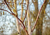 MORTON HALL GARDENS, WORCESTERSHIRE: YELLOW CATKINS OF BIRCH TREE, BETULA ALBOSINENSIS HERGEST, TREES, HANGING, FLOWERS, MARCH, SPRING