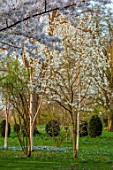MORTON HALL GARDENS, WORCESTERSHIRE: THE NEW GARDEN, MEADOW,GRASS, LAWN, WHITE FLOWERS, BLOSSOM OF MAGNOLIA WINDSOR BEAUTY, MARCH, SPRING