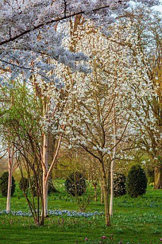 MORTON_HALL_GARDENS_WORCESTERSHIRE_THE_NEW_GARDEN_MEADOWGRASS_LAWN_WHITE_FLOWERS_BLOSSOM_OF_MAGNOLIA