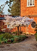 MORTON HALL GARDENS, WORCESTERSHIRE: WEST GARDEN, LAWN, WHITE FLOWERS, BLOSSOMS OF CHERRY TREE, PRUNUS INCISA THE BRIDE, MARCH, SPRING, JAPANESE, SPIDER WINDOW