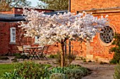 MORTON HALL GARDENS, WORCESTERSHIRE: WEST GARDEN, LAWN, WHITE FLOWERS, BLOSSOMS OF CHERRY TREE, PRUNUS INCISA THE BRIDE, MARCH, SPRING, JAPANESE, SPIDER WINDOW