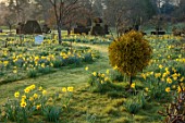HEVER CASTLE, KENT: MORNING LIGHT ON LAWN, PATH, TOPIARY YEW, BEE HIVE, MEADOW, NATURALISED DAFFODILS, CASTLE, NARCISSUS, MISTLETOE, MARCH, SPRING, MEADOWS