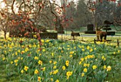 HEVER CASTLE, KENT: MORNING LIGHT ON LAWN, TOPIARY YEW, MEADOW, NATURALISED DAFFODILS, CASTLE, NARCISSUS, MARCH, SPRING, MEADOWS