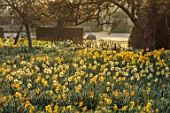 HEVER CASTLE, KENT: MORNING LIGHT ON MEADOW, NATURALISED DAFFODILS, NARCISSUS, MARCH, SPRING, MEADOWS, YEW, TOPIARY