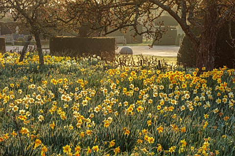 HEVER_CASTLE_KENT_MORNING_LIGHT_ON_MEADOW_NATURALISED_DAFFODILS_NARCISSUS_MARCH_SPRING_MEADOWS_YEW_T