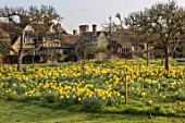 HEVER CASTLE, KENT: MORNING LIGHT ON MEADOW, NATURALISED DAFFODILS, ASTOR WING, NARCISSUS, MARCH, SPRING, MEADOWS