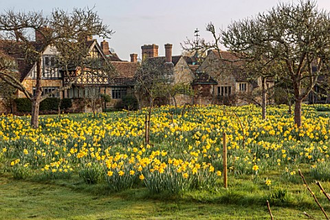 HEVER_CASTLE_KENT_MORNING_LIGHT_ON_MEADOW_NATURALISED_DAFFODILS_ASTOR_WING_NARCISSUS_MARCH_SPRING_ME