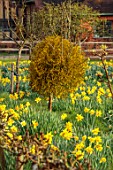 HEVER CASTLE, KENT: MISTLETOE, NATURALISED DAFFODILS, NARCISSUS, MARCH, SPRING, MEADOWS