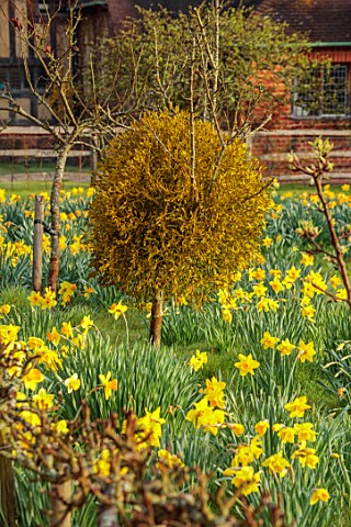HEVER_CASTLE_KENT_MISTLETOE_NATURALISED_DAFFODILS_NARCISSUS_MARCH_SPRING_MEADOWS