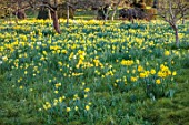 HEVER CASTLE, KENT: NATURALISED DAFFODILS, NARCISSUS, MEADOWS, ORCHARD, YELLOW FLOWERS, SPRING, APRIL