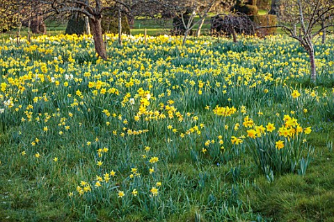 HEVER_CASTLE_KENT_NATURALISED_DAFFODILS_NARCISSUS_MEADOWS_ORCHARD_YELLOW_FLOWERS_SPRING_APRIL