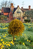 HEVER CASTLE, KENT: MISTLETOE, NATURALISED DAFFODILS, NARCISSUS, MARCH, SPRING, MEADOWS