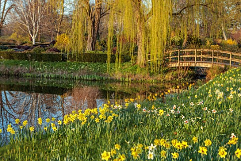 HEVER_CASTLE__GARDENS_KENT_WOODEN_BRIDGE_WATER_CANAL_WILLOW_TREE_MARCH_YELLOW_FLOWERS_OF_DAFFODILS_N
