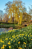 HEVER CASTLE & GARDENS, KENT: WOODEN BRIDGE, WATER, CANAL, WILLOW TREE, MARCH, YELLOW FLOWERS OF DAFFODILS, NARCISSUS