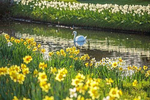 HEVER_CASTLE__GARDENS_KENT_LAKE_POND_DAFFODILS_NARCISSUS_ICE_FOLLIES_SPRING_MARCH_WATER_SWAN_YELLOW_