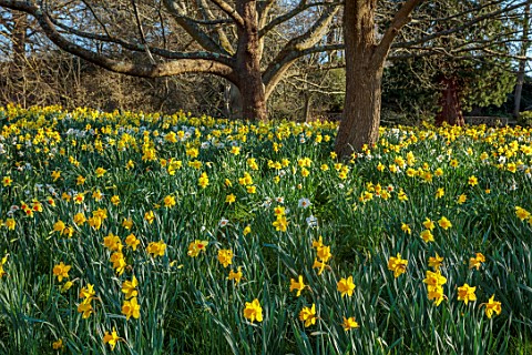 HEVER_CASTLE_KENT_NATURALISED_DAFFODILS_NARCISSUS_IN_WOODLAND_MARCH_YELLOW_FLOWERS_DRIFTS