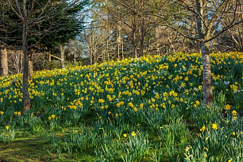 HEVER_CASTLE_KENT_NATURALISED_DAFFODILS_NARCISSUS_IN_WOODLAND_MARCH_YELLOW_FLOWERS_DRIFTS_SLOPES