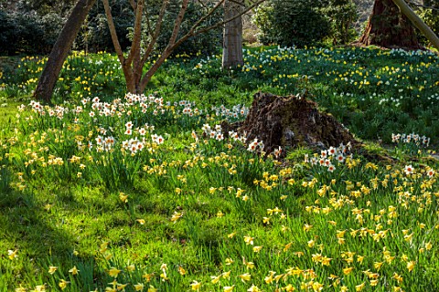 HEVER_CASTLE_KENT_NATURALISED_DAFFODILS_NARCISSUS_IN_WOODLAND_MARCH_YELLOW_WHITE_FLOWERS_DRIFTS_SLOP