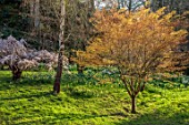 HEVER CASTLE, KENT: SPRING, MARCH, FOLIAGE, LEAVES OF ACER ORANGE DREAM, PRUNUS YEDOENSIS, LAWN, DAFFODILS