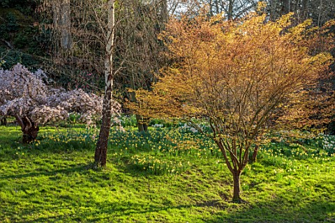 HEVER_CASTLE_KENT_SPRING_MARCH_FOLIAGE_LEAVES_OF_ACER_ORANGE_DREAM_PRUNUS_YEDOENSIS_LAWN_DAFFODILS