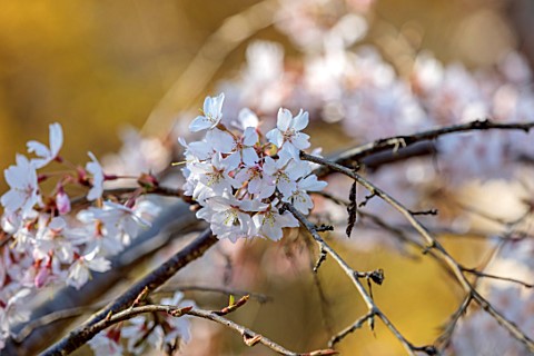 HEVER_CASTLE_KENT_SPRING_MARCH_PRUNUS_YEDOENSIS_WHITE_FLOWERS_BLOOMS_BLOSSOM