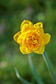 HEVER CASTLE, KENT: YELLOW, ORANGE, FLOWERS, BLOOMS OF DAFFODIL, NARCISSUS HEAMOOR, BULBS